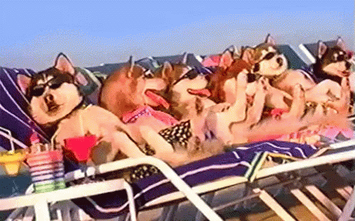 Sunbathing-dogs.gif
